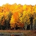 Autumn - mother-nature icon