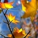Autumn - mother-nature icon