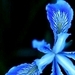 Blue Nature - mother-nature icon
