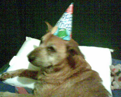  Cutey's 63-years-old today ... in doggie years, lol!