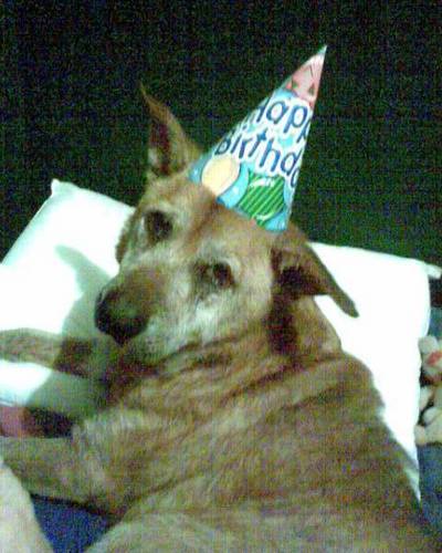  Cutey's 63-years-old today ... in doggie years, lol!