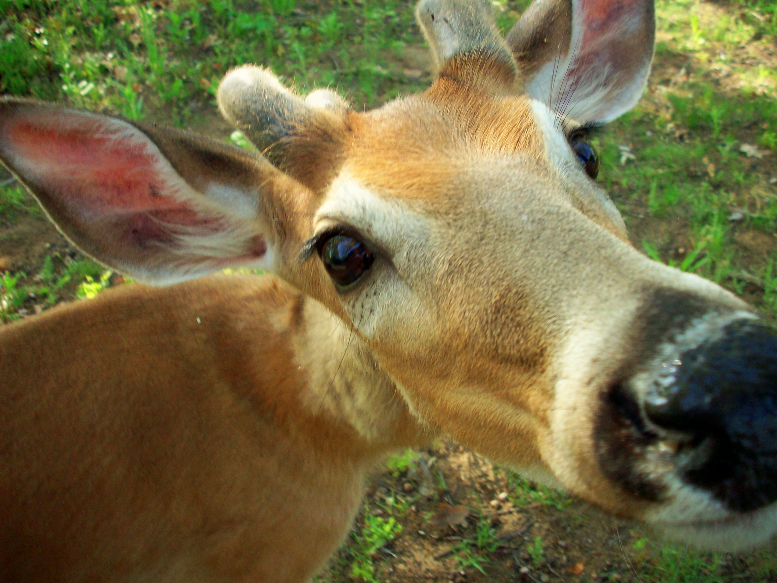 Deer - Animals Photo (3326387) - Fanpop