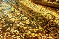 Leaves - autumn photo