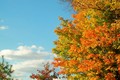 Maple Tree - autumn photo