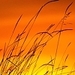 Orange Nature - mother-nature icon