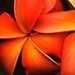 Orange Nature - mother-nature icon