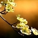 Spring Nature - mother-nature icon