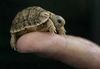  tiny schildpad