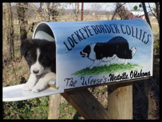  Border سے collie, کوللی In a Mail Box