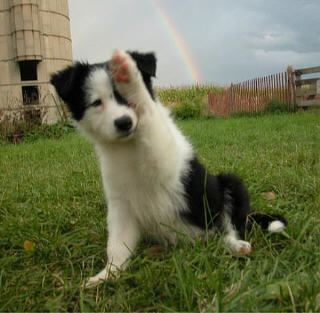  Border colley, collie Pup