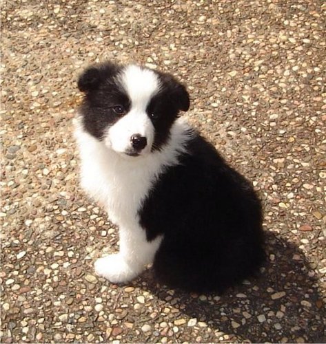  Border colley, collie chiot