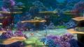 finding-nemo - Finding Nemo screencap