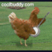 Random Chicken - random icon