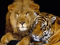 Big Cats - wild-animals photo