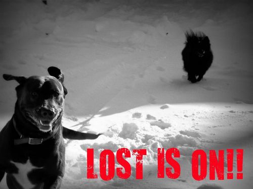 Dogs love LOST too