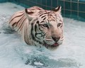 wild-animals - Swimming wallpaper
