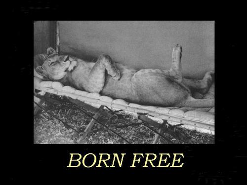 Born Free - Elsa The Lioness
