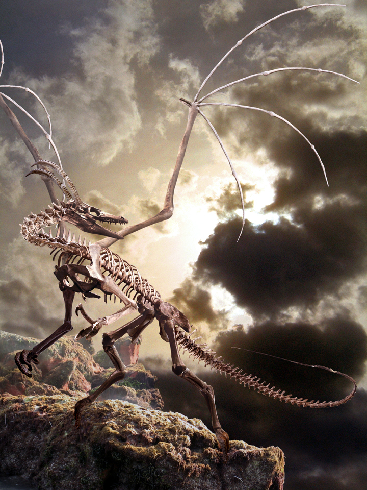 Dragon Skeleton, Dragon Bone, Dragon Skeleton Fossil, Dragon Fossil, Fosil Dragons