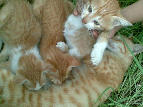  3 kitties with mom
