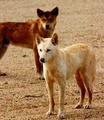 Dingo - dingo photo