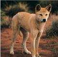 Dingo - dingo photo