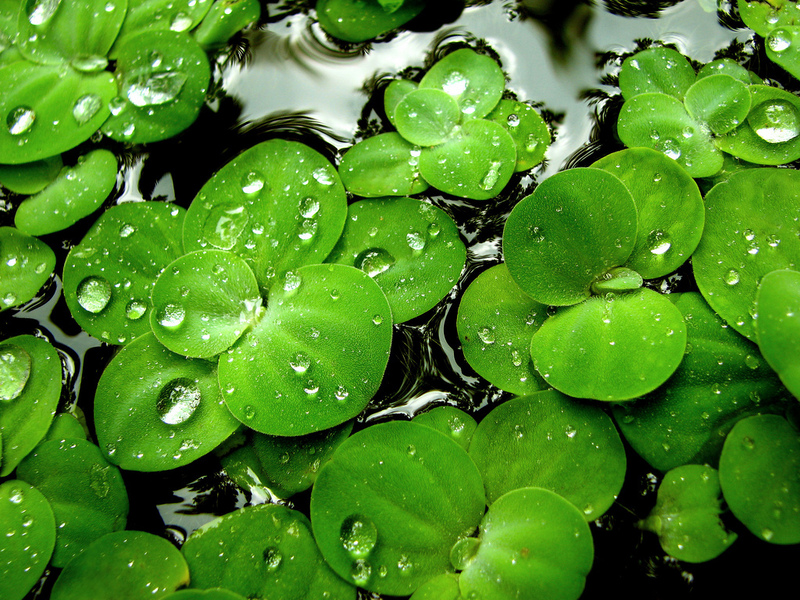 wallpaper nature green. pictures Green Nature Desktop