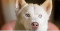 from hotel for dogs  - siberian-huskies photo