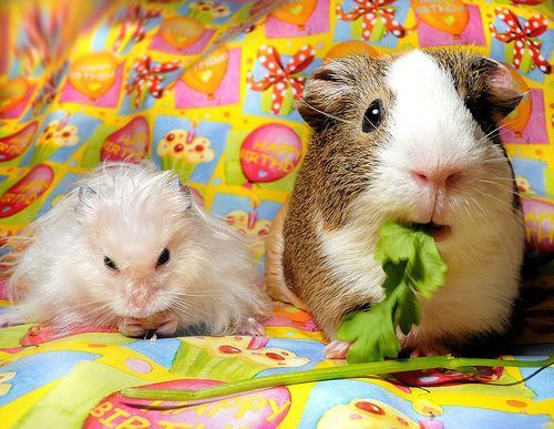  hamster party