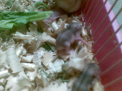 my baby hamster