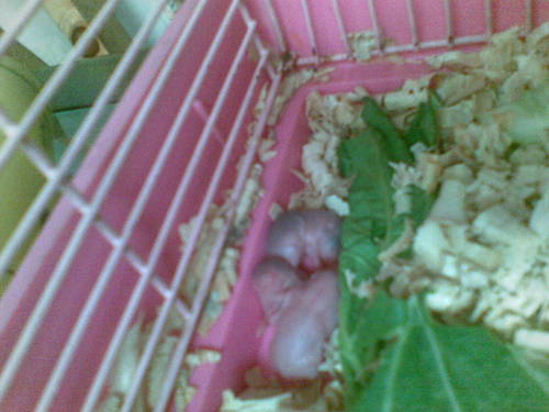  my baby criceto, hamster