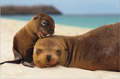 Seals - wild-animals photo
