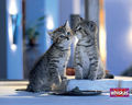 2 Kittens - cats wallpaper