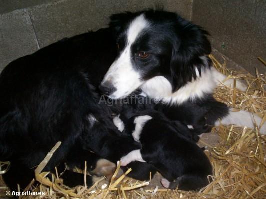 border collie puppies. Border collie mum and her pups