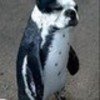  pug pinguïn