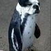 pug penguin - funny-pictures icon