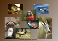 Animal Collection - wild-animals photo