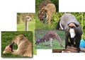 Animal Collection - wild-animals photo