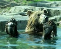 Bath Time - wild-animals photo