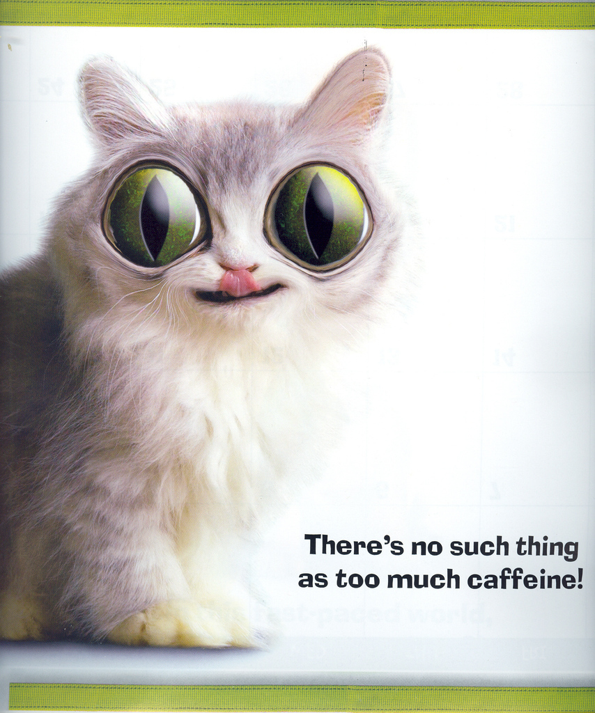Coffee Cat - I Don't Do Mornings Photo (4275980) - Fanpop