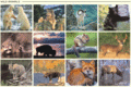 Collage - wild-animals photo
