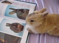 Funny Bunny - domestic-animals photo