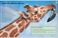 Giraffe - wild-animals photo