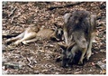 Kangaroos - wild-animals photo