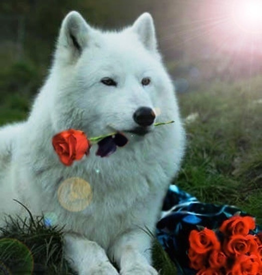 White Wolf - Wild Animals Photo (4249828) - Fanpop