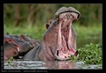 Yawn - wild-animals photo