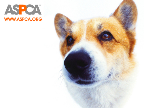  ASPCA Dog Hintergrund