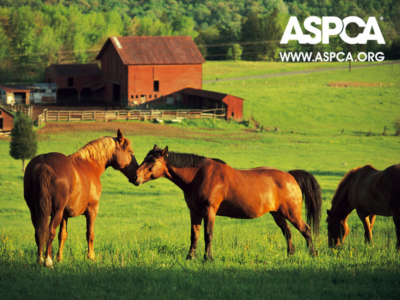 horses wallpaper. ASPCA Horse Wallpaper
