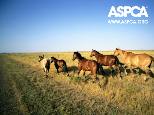  ASPCA Horse wallpaper