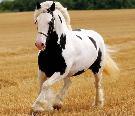  Horse amor