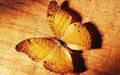random - Butterfly wallpaper